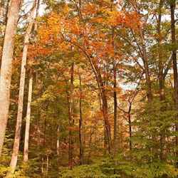 Abundant Hardwoods