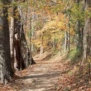 Tennessee - Trail to Jackson Falls - Natchez Trace Fall Foliage - October 25 - Photographer: Joshua Steadman