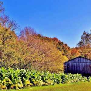 Tennessee - Tobacco Barn - Natchez Trace Fall Foliage - October 25 - Photographer: Sandra McVay