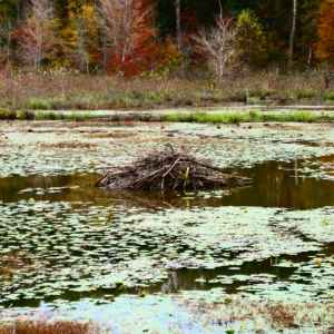 Mississippi - Beaver Dam at Tennessee-Tombigbee - Natchez Trace Fall Foliage - October 26 - Photographer: Robert Bauer