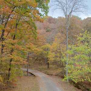 Tennessee - Old Trace Drive - Natchez Trace Fall Foliage - October 28 - Photographer: Cindy Barnett