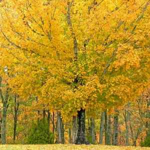 Tennessee - Swan View Overlook - Natchez Trace Fall Foliage - October 28 - Photographer: Lisa Powers