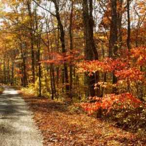 Tennessee - Old Trace Drive - Natchez Trace Fall Foliage - October 29 - Photographer: Joe Adair