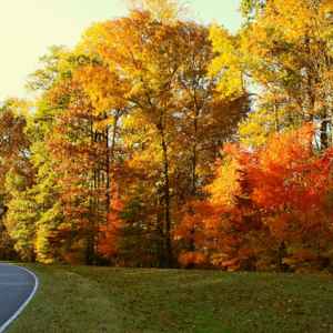 Tennessee - Parkway near milepost 435 - Natchez Trace Fall Foliage - October 29 - Photographer: Ken Bauer