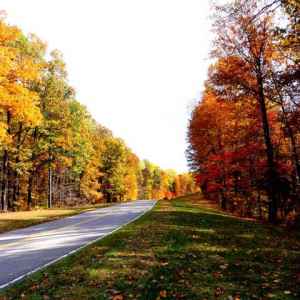 Tennessee - Parkway near milepost 438 - Natchez Trace Fall Foliage - October 30 - Photographer: JJ Selters