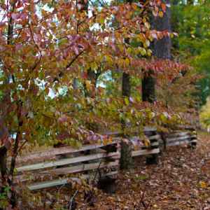 Mississippi - Fence at Kosciusko Information Center - Natchez Trace Fall Foliage - November 4 - Photographer: Christin Curry