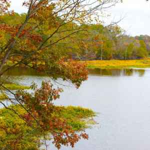 Mississippi - River Bend - Natchez Trace Fall Foliage - November 4 - Photographer: Christin Curry