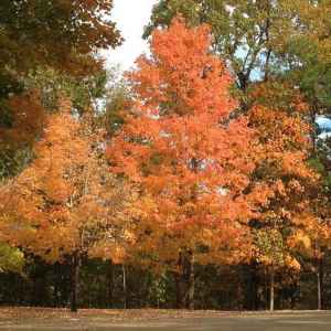 Mississippi - Jeff Busby Park - Natchez Trace Fall Foliage - November 8 - Photographer: Marcia Neal