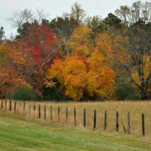 Tennessee - Field near Milepost 355 - Natchez Trace Fall Foliage - November 8 - Photographer: Sybill Knox