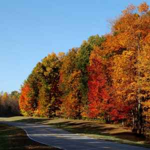 Tennessee - Parkway at Milepost 425 - Natchez Trace Fall Foliage - November 9 - Photographer: Brenda Lasher