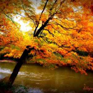 Alabama - Bear Creek - Natchez Trace Fall Foliage - November 9 - Photographer: Debby Curtis