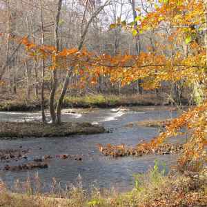 Tennessee - Metal Ford / Buffalo River - Natchez Trace Fall Foliage - November 15 - Photographer: Judy Gifford