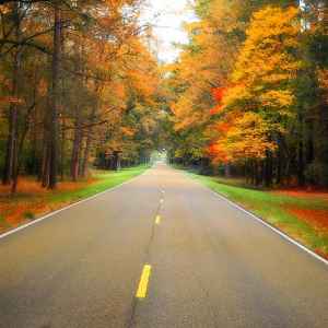 Mississippi - Parkway near Milepost 116 - Natchez Trace Fall Foliage - November 16 - Photographer: Vince Havens