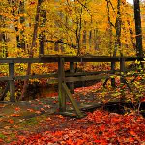 Mississippi - Myrick Creek - Natchez Trace Fall Foliage - November 16 - Photographer: Vince Havens
