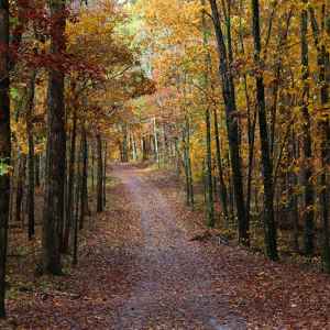 Old Trace Drive - milepost 375.8