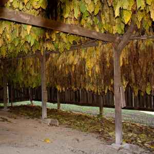 Tobacco Farm -  milepost 401.4