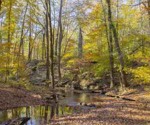 Glenrock Branch, milepost 364.5 in Tennessee - Photographer: Melissa Dixon