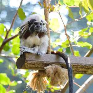 Tamarin Monkey