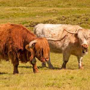 Yaks