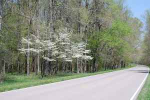 Dogwoods in bloom - Alabama