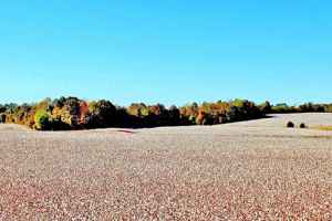 Cotton Fields next to Parkway - Alabama