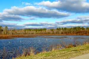 Swamp area next to Tennessee-Tombigbee Waterway at milepost 293.2