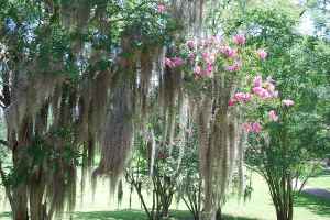 Spanish Moss at Mount Locust - milepost 15.5