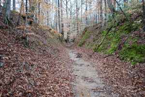 Old Trace at the Sunken Trace site - milepost 41.5