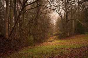 Section of the Old Trace at milepost 8.7