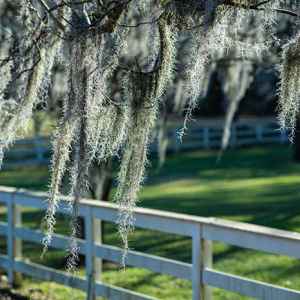 Spanish Moss